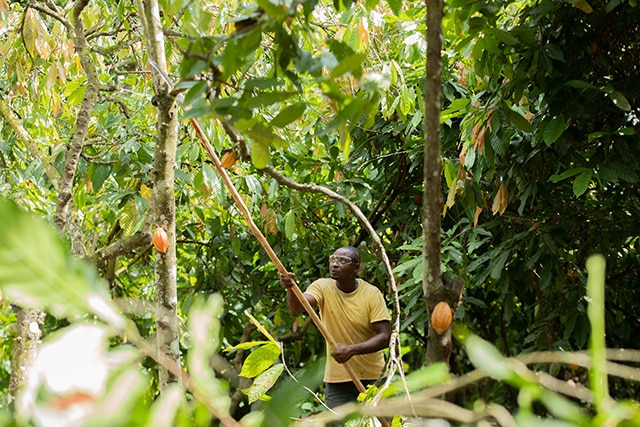 IAP CTA - More Sustainably Grown Cocoa