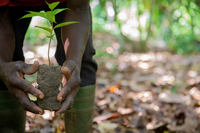 IAP CTA - More Trees Planted