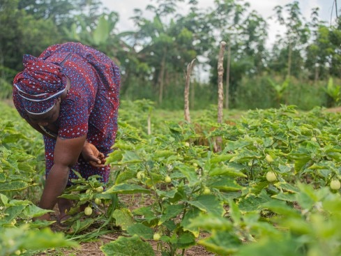 farmingwoman woman in field