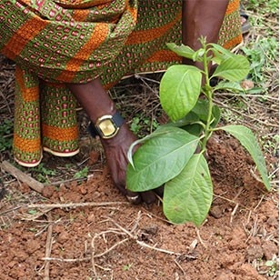 Cocoa Farming