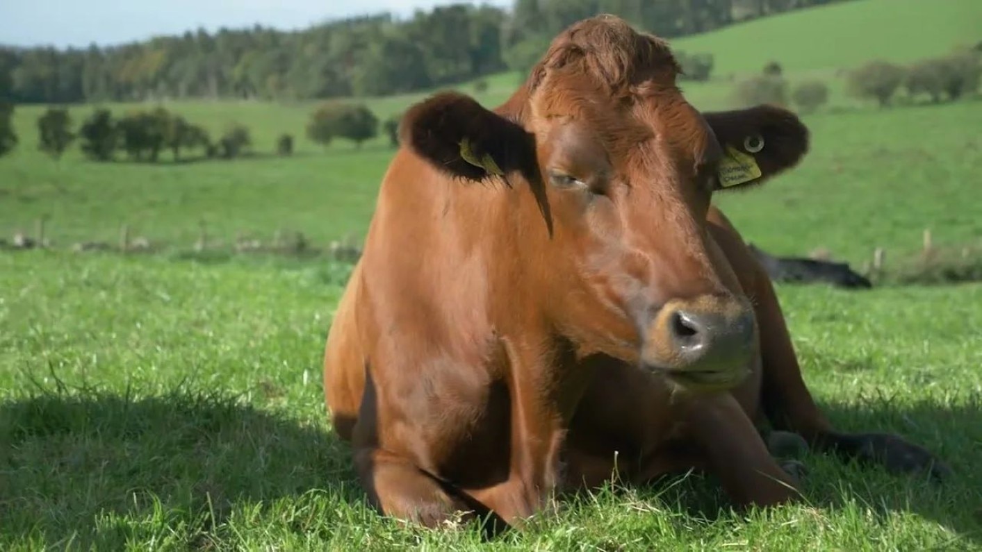 First Milk Sustainability Thumbnail