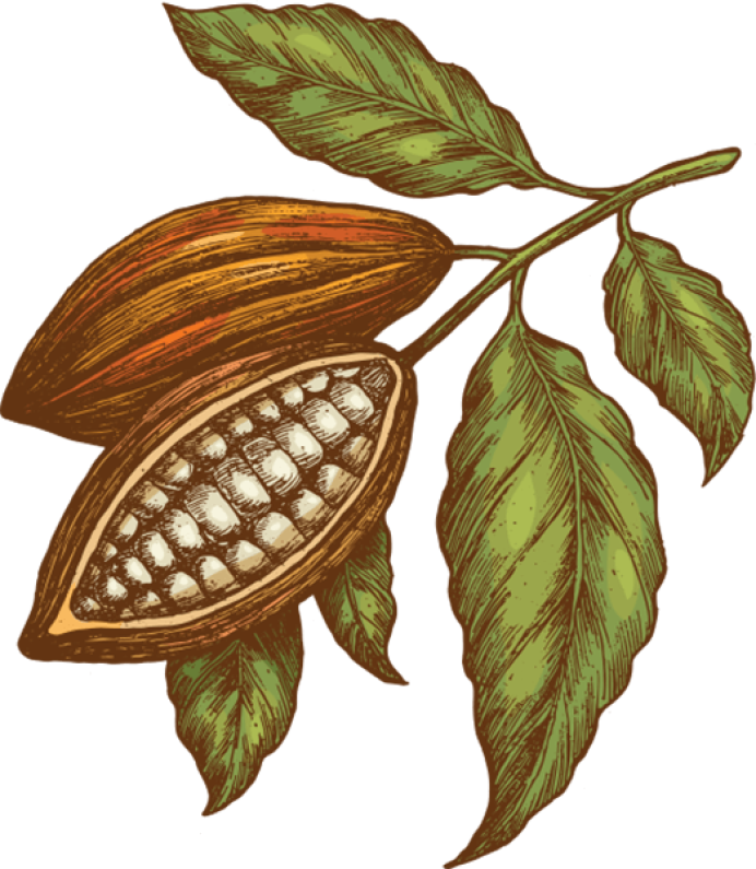 Cocoa plant